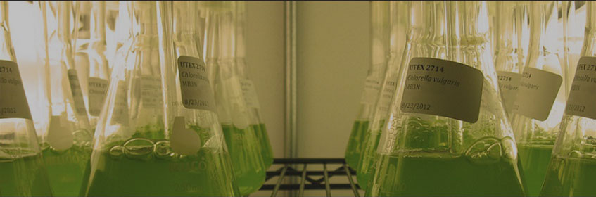 Beakers filled with green liquid on a shelf