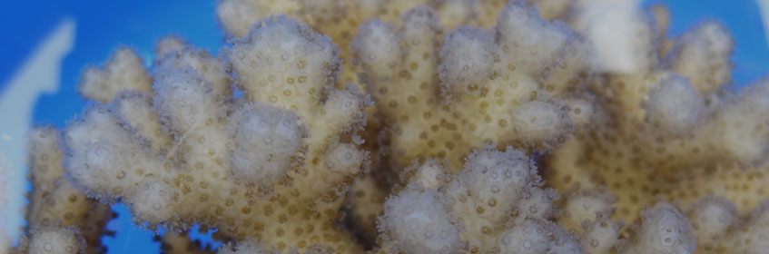 Image - Ocean Coral.
