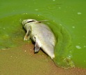 Fish suffocated in the Lake Erie algae bloom of August,2011.
