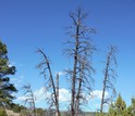 Ponderosa pines in Bandelier National Monument, New Mexico; the area has endured many droughts.