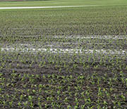 Changes in non-extreme rainfall can alter agricultural production in fields such as this one.