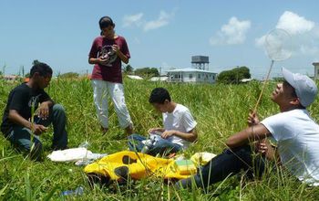 students in a field collecting insects