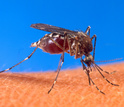 Closeup of a mosquitoe on skin