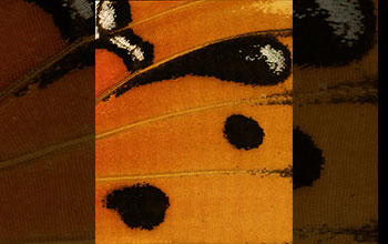 Pattern details of a gulf fritillary butterfly