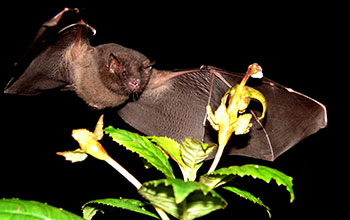 Tailed tailless bat prepares to forage