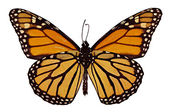 View of the dorsal wings of a monarch butterfly