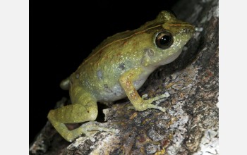 The ancestors of this frog in Haiti arrived via a voyage across the Caribbean.