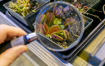 Venus flytrap - magnified