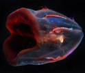 Deep-sea ctenophore