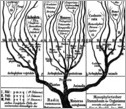 The tree of life as viewed by scientist Ernst Haeckel in the late 1800s.