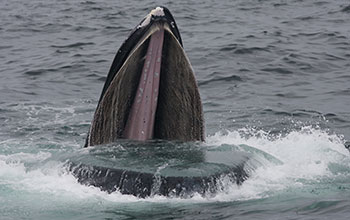Humpback whale feeding on sand lance