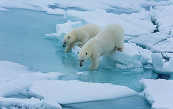 Polar mom and cub in the Arctic