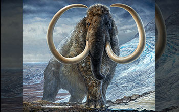 Adult male woolly mammoth in arctic Alaska