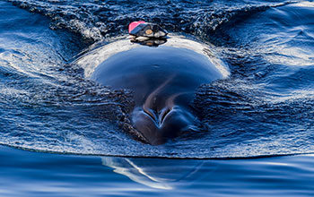 A tagged Antarctic minke whale surfaces off the West Antarctic Peninsula