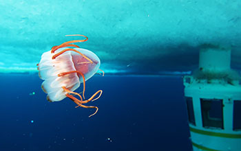 Jellyfish in McMurdo Sound, Antarctica