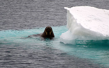 A walrus in the Chukchi Sea in the Arctic