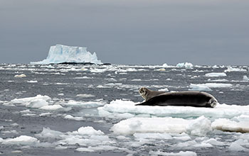 Crabeater seals on ice in Antarctic Peninsula