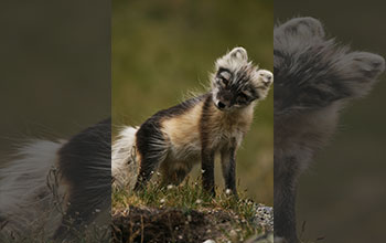 Adult female arctic fox