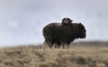 One-month-old muskox calves
