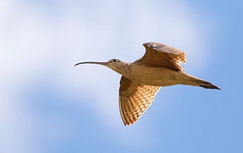 Long-billed curlew in flight