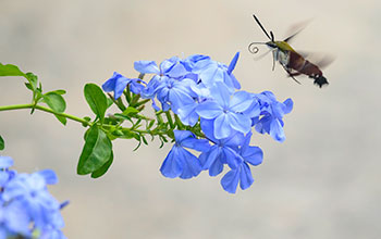 Hummingbird hawk moth unfurls its proboscis to feed