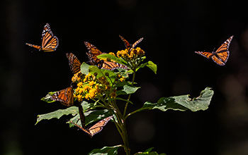 Group of monarch butterflies