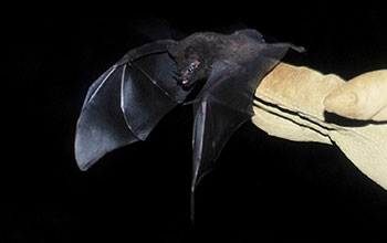 Short-tailed fruit bat captured for study
