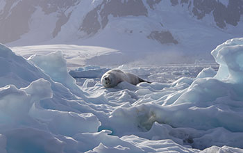 Crabeater seal in Paradise Bay