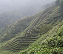 Photo of a tea plantation