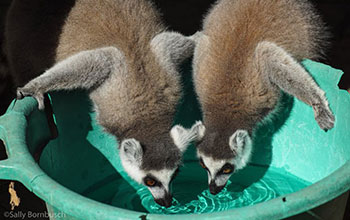 Two lemurs have a drink