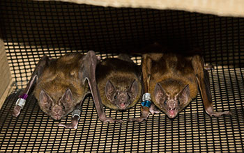 Common vampire bats in captivity