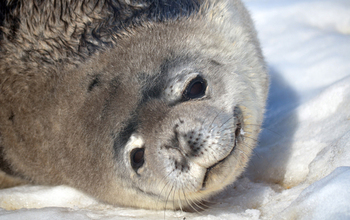 A Weddell seal in Antarctica.