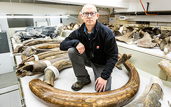 Collection of mammoth tusks