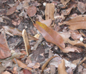 Photo of leaves covering soil containing amoebae at the Houston Arboretum and Nature Center.