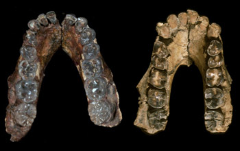 Mandibles of Australopithecus anamensis (left) from Kenya and A. afarensis from Ethiopia.