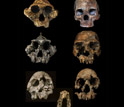 Skulls of hominins from the Turkana Basin; they show evidence of hominin dietary changes.