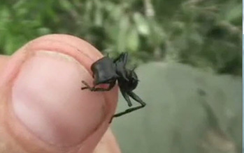 Ant on thumb