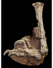 Photo of the fossilized hindlimb of Balaur bondoc.