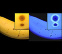 a ripe banana that is yellow with brown spots in visible light, but glows blue in UV.