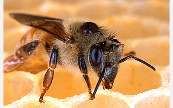 The 1 million neurons in the brain of a honey bee control and array of complex social behaviors.