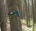 Photo of a sampling device on a bark beetle-infested lodgepole pine tree.