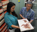 Scientists Roy Tsuda and Varnelle Magoon study a red algae specimen in Hawaii.