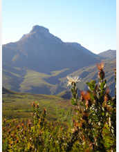 Photo of South Africa's Cape Floristic Region.