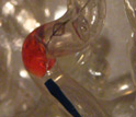 Photo showing SHELTER device grabbing a simulated blood clot from within a silicone blood vessel.