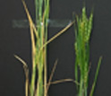 Photo of wheat plants.