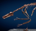 Reconstructed skeleton of Buitreraptor gonzalezorum