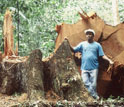 Mahogany tree that fallen down in the Amazon forest.