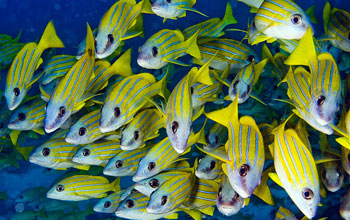 a school of tropical fish.