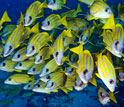a school of tropical fish.