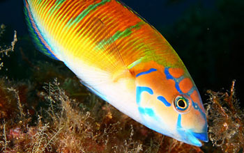 a tropical fish feeding on algae.